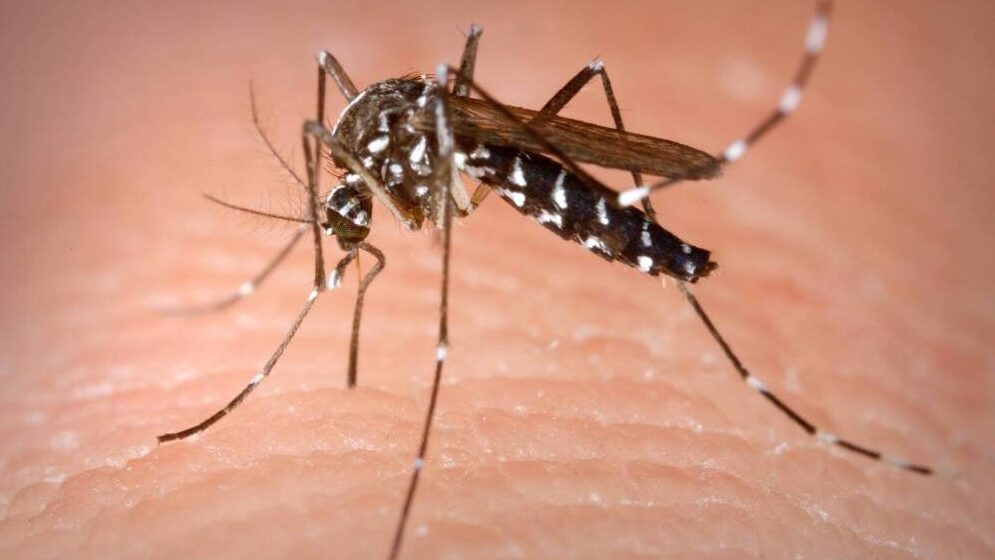 La zanzara che può trasmettere il West Nile. sono 7 i decessi totali