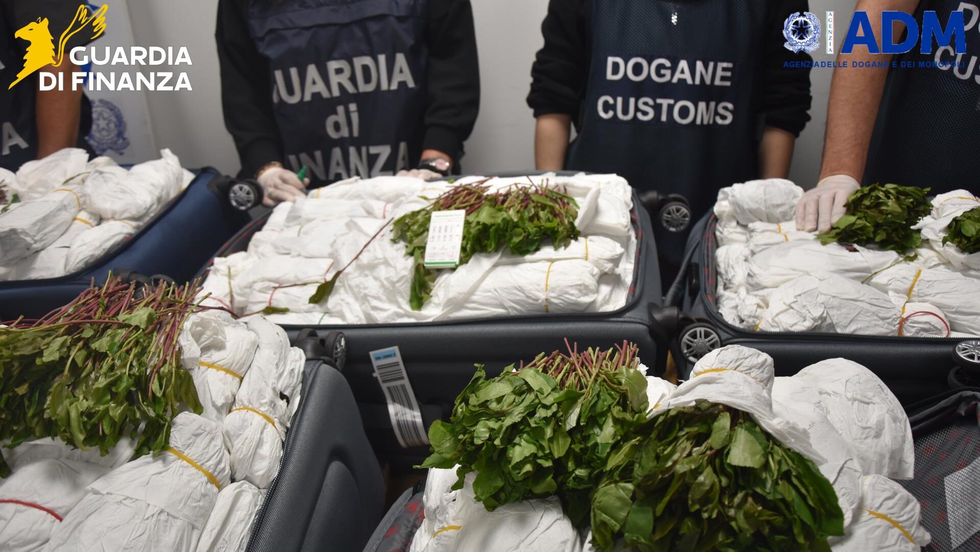 Maxi-sequestro di 216 kg di khat da parte della Guardia di Finanza all'aeroporto di Fiumicino nei confronti di un cittadino israeliano