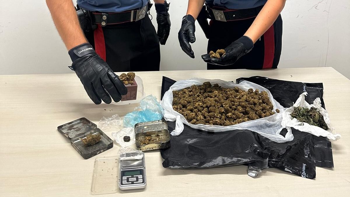 Ecco a cosa ha portato l'attività dei carabinieri all'interno della pineta di Castel Fusano dove sono stati effettuati controlli