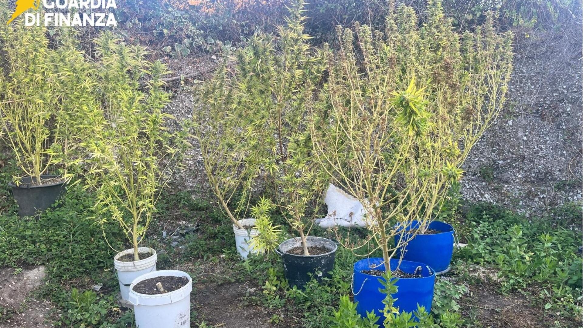 La Guardia di Finanza di Latina ha scovato una piantagione con 19 kg di marijuana e ha arrestato un uomo. I dettagli